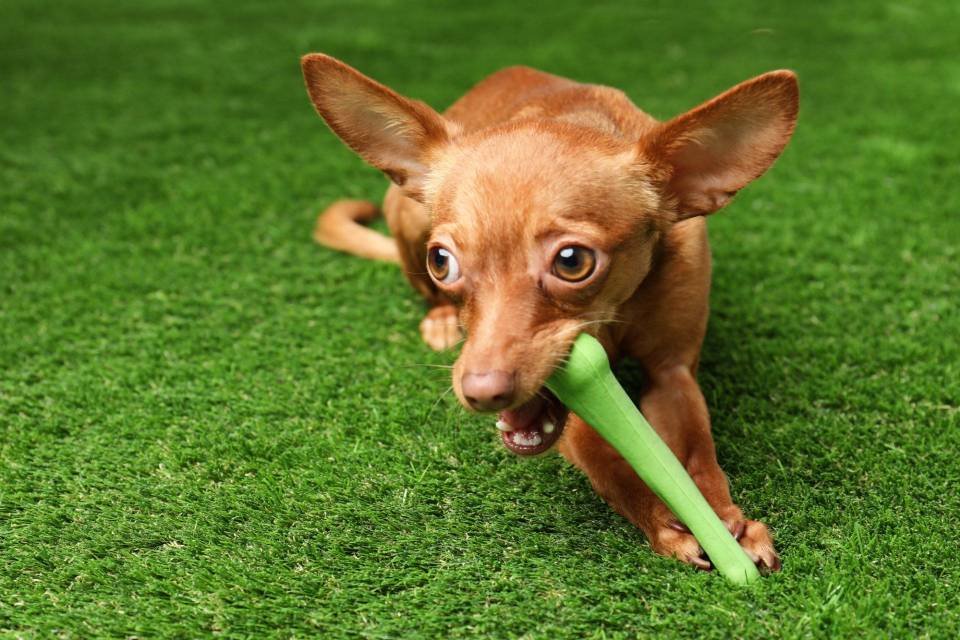 A small brown dog with large ears is playfully chewing on a green stick while standing on lush green grass. The dog's wide eyes and attentive expression suggest excitement and energy, making it an ideal furry companion enjoying the comfortable area maintained by Maricopa Turf Pros.