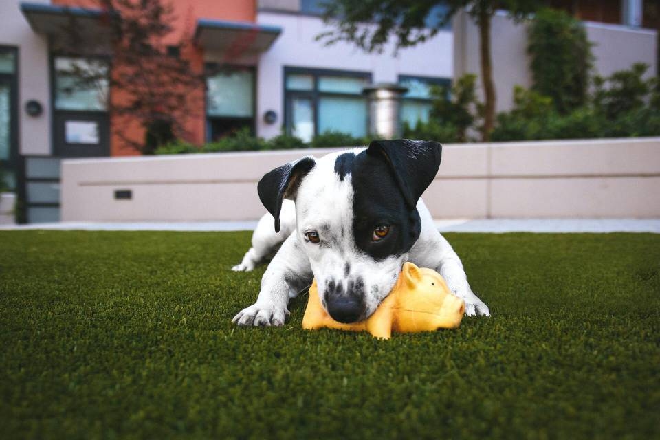 A black and white puppy frolics on artificial turf, biting a yellow toy, with buildings and trees blurred in the background.